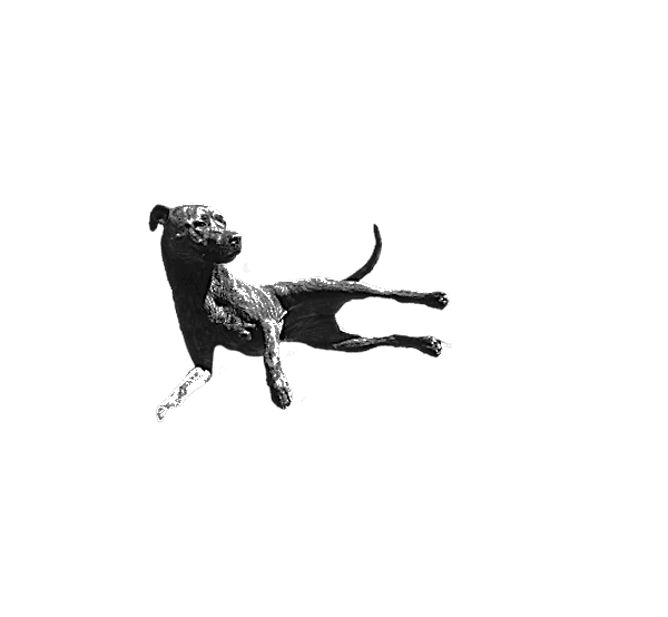 Cleo the dog